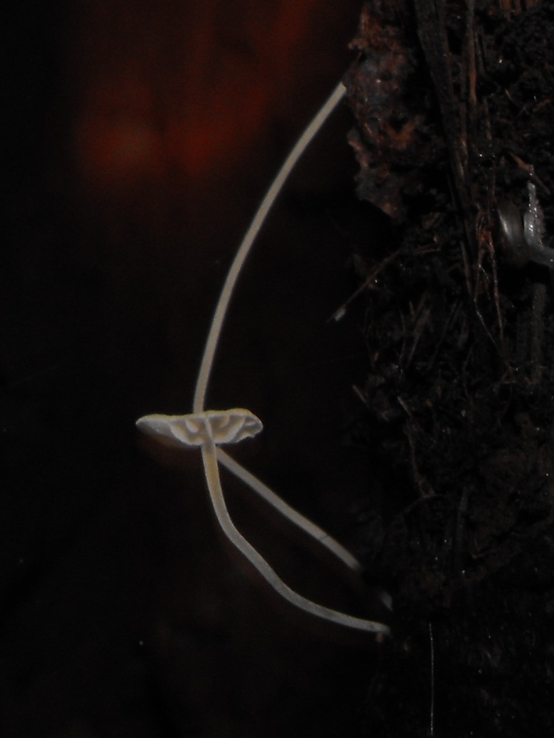 Miniera di Gambatesa 46